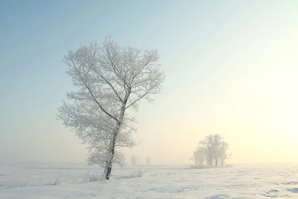 Paisaje invernal del árbol esmerilado al amanecer — Foto de Stock