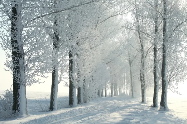 Vintern gränd bakgrundsbelyst av morgonsolen — Stockfoto