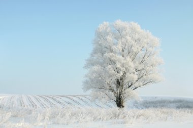 Lonely winter tree at dawn clipart