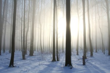 sunrise puslu kış woods. Aralık ayında çekilmiş fotoğrafı.