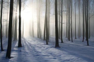 Path in the misty winter forest backlit by the morning sun. Photo taken in December.