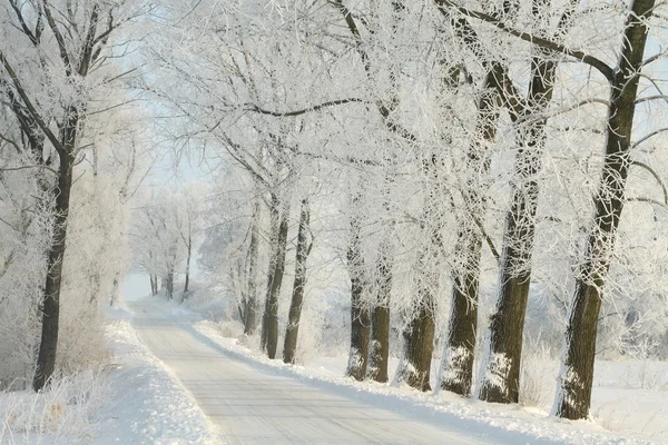 朝の霜で覆われて木の間冬の農村道路 — ストック写真