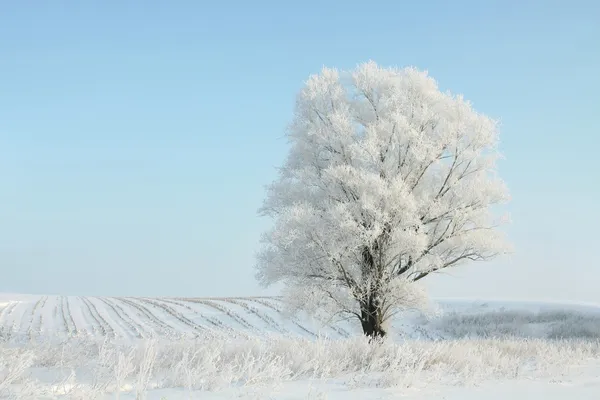 Albero invernale solitario all'alba — Foto Stock