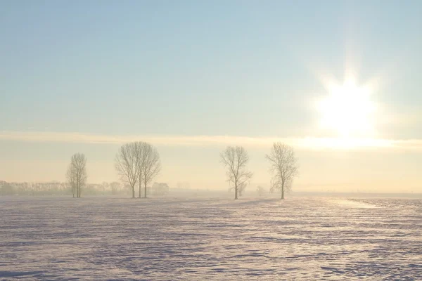 Paesaggio invernale di alberi nel campo all'alba — Foto Stock