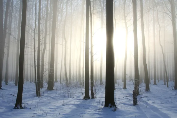 日の出の霧深い冬の森 月に撮影した写真 — ストック写真