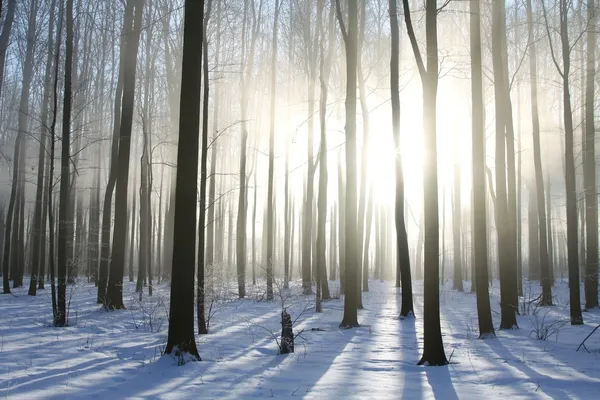 Floresta de inverno nebulosa em uma manhã ensolarada — Fotografia de Stock