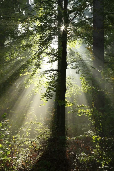 Forêt d'automne rétroéclairée par le soleil du matin — Photo