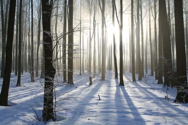 Mistige winter bos op een zonnige ochtend — Stockfoto