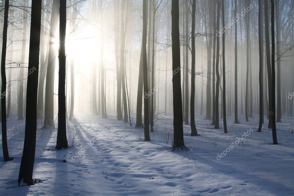 Forest path on a misty winter morning — Stock Photo © nature78 #4567378