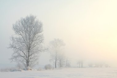 Winter landscape of frosted trees in the field on a foggy morning. clipart