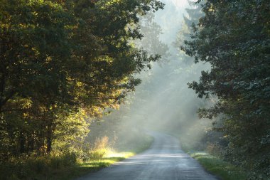 Morning sunlight falls on a country road in the misty autumnal forest. clipart