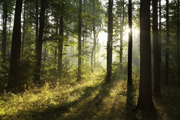 Laubwaldlandschaft Einem Nebligen Frühlingsmorgen — Stockfoto