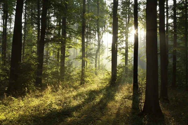 Spring deciduous forest at dawn - Stock Image - Everypixel