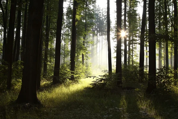 Helles Licht Den Laubwald Einem Nebligen Frühlingsmorgen — Stockfoto