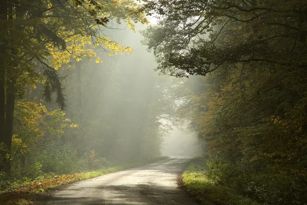 田舎道に落ちる太陽の光と霧の朝の紅葉の森 — ストック写真