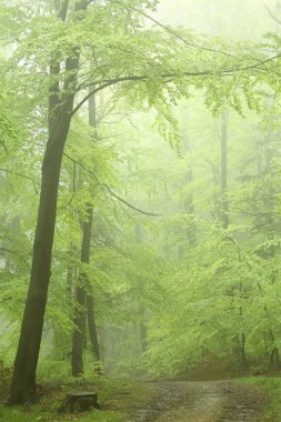 sisli orman yolu arasında taze bahar bırakır. Mayıs ayında çekilmiş fotoğrafı.