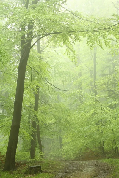 Caminho Floresta Nebulosa Entre Folhas Frescas Primavera Foto Tirada Maio — Fotografia de Stock
