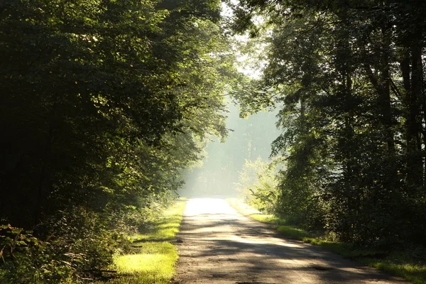 霧の秋の森の国の道路上の朝日差しが降り注ぐ — ストック写真