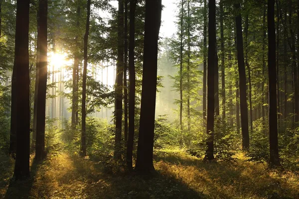 朝日が霧深い夏の朝に落葉性森林に入る — ストック写真