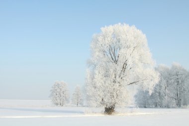 Frosty winter tree in the field clipart