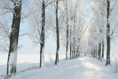Winter rural lane among frosted trees on a cloudless December's morning. clipart