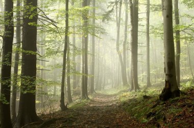 Forest trail on a misty autumn morning clipart