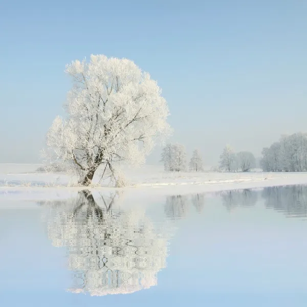 凍るような冬の木は 月の朝に青い空を背景の風景 — ストック写真