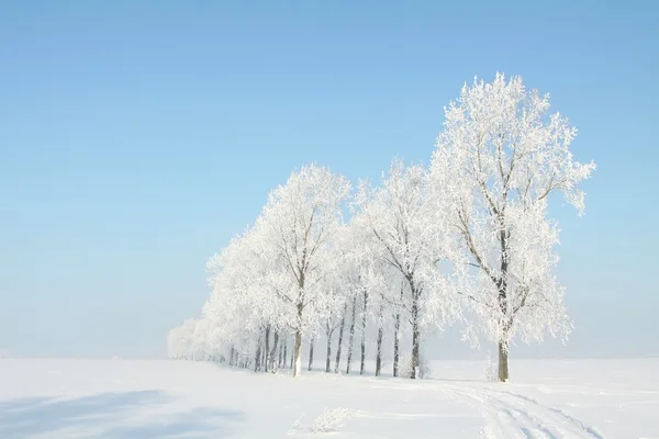 Frostiger Winterbaum auf dem Feld — Stockfoto