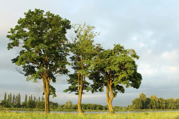 Våren Landskap Lönn Träd Morgonen Mot Molnig Himmel — Stockfoto