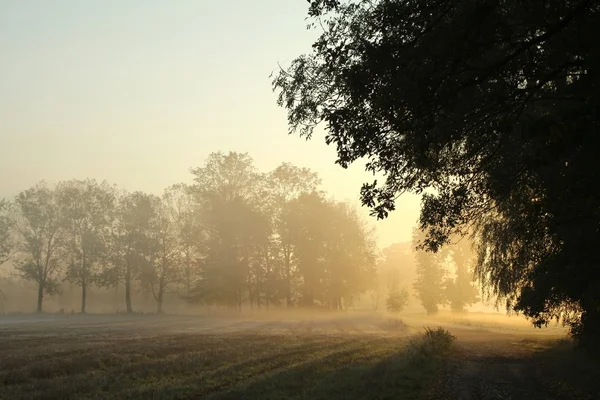 Сільська місцевість на туманному осінньому ранку — стокове фото