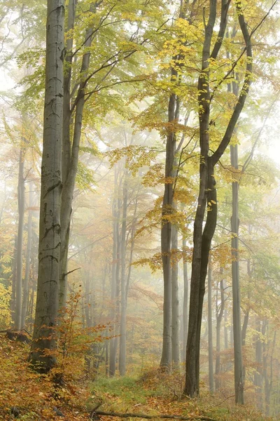霧の秋の朝のブナの森林の山道 — ストック写真
