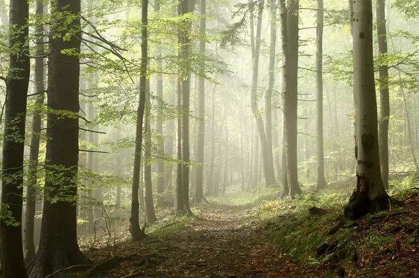 Skog spår på en dimmig höst morgon — Stockfoto