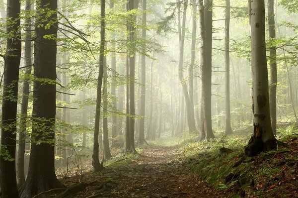 Forest trail on a misty autumn morning