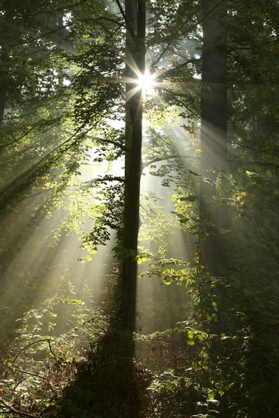 Luz Del Sol Ilumina Los Árboles Bosque Una Nebulosa Mañana —  Fotos de Stock
