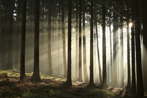 Paisaje de bosque de coníferas en la niebla — Foto de Stock