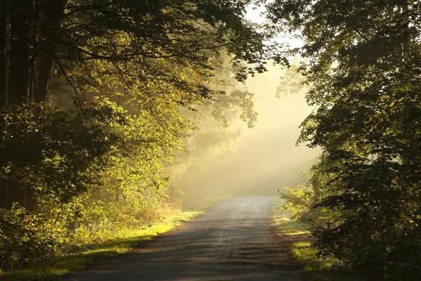 深秋树林里的一个多雾的早晨的农村里的美丽风光 — 图库照片
