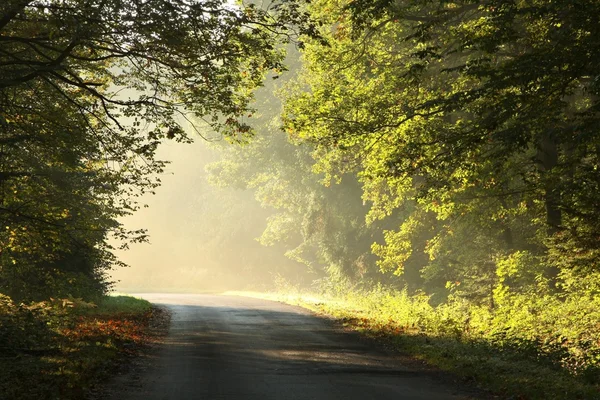 Деревенская дорога в осеннем лесу на рассвете — стоковое фото