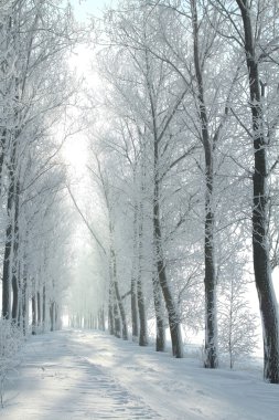 Winter country road on a frosty morning clipart