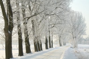 Winter country road on a frosty morning clipart