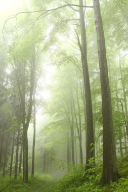 Mountain trail in the spring beech forest on a foggy, rainy day. clipart