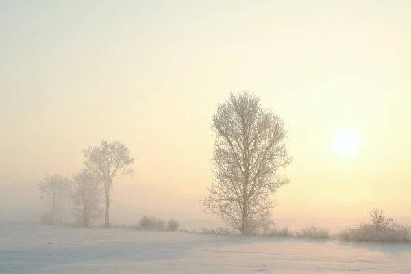 在一个有雾冬天早晨霜在该字段中的树木 — 图库照片