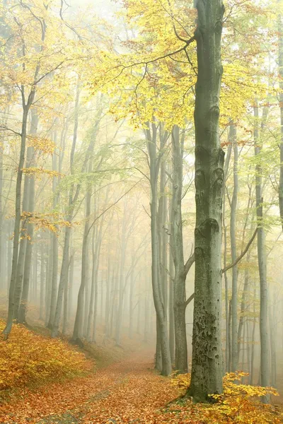 Herbstlicher Buchenwald im Nebel — Stockfoto