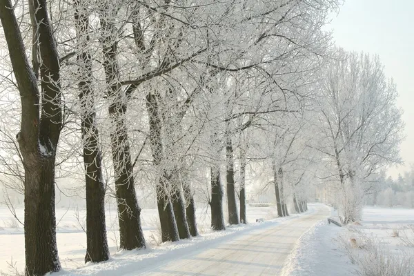 Estrada rural de inverno em uma manhã gelada — Fotografia de Stock