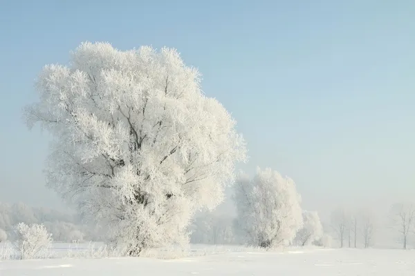 Árvore de inverno gelada no campo — Fotografia de Stock