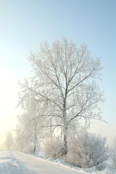 Árbol de invierno helado al amanecer —  Fotos de Stock