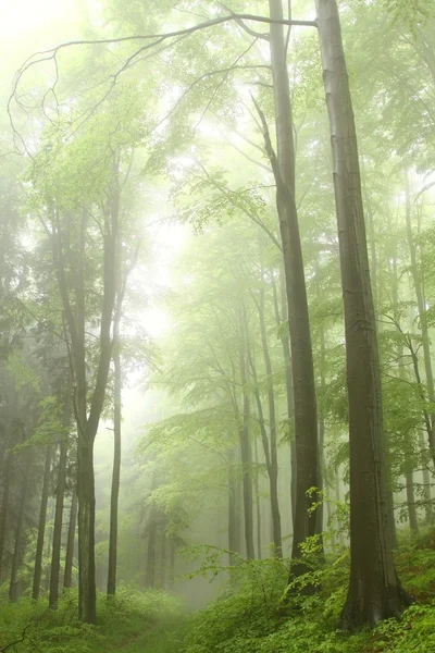 Πεζ Κές Διαδρομές Στο Δάσος Οξιών Άνοιξη Μια Ομίχλη Βροχερή — Φωτογραφία Αρχείου