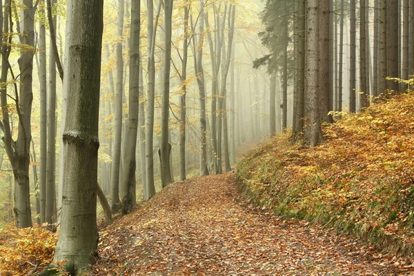 Стежка Туманному Осінньому Лісі Кордоні Між Хвойними Листяними Деревами — стокове фото