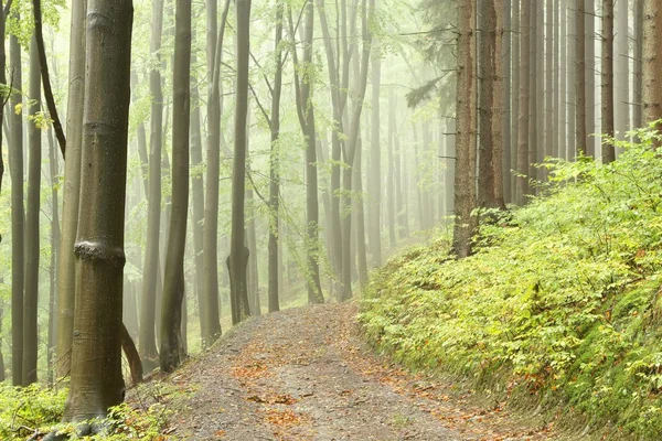 Sentier dans la forêt de hêtres d'automne brumeux — Photo