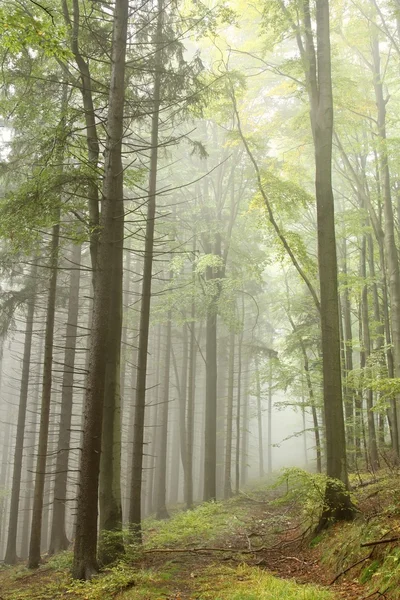 Stezka Mlhavé Podzimní Lese Hranici Mezi Jehličnatých Listnatých Stromů — Stock fotografie