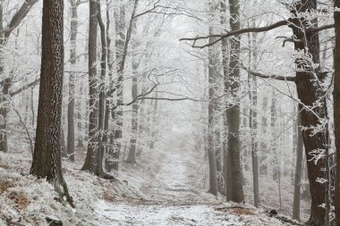 Forest trail on a winter morning clipart